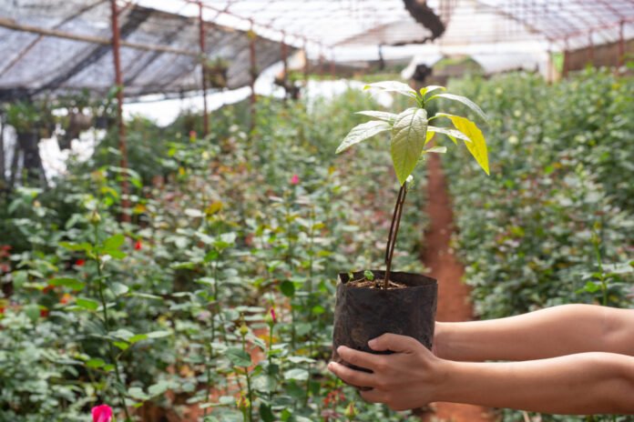 Hand holding a seedling in a field, symbolizing sustainable agriculture and future food production